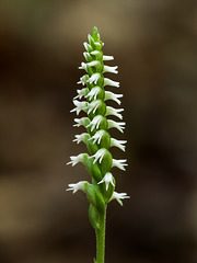 Spiranthes ovalis var. erostellata (October ladies'-tresses orchid, Northern oval ladies'-tresses orchid)