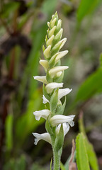 Spiranthes ochroleuca (Yellow ladies'-tresses orchid)
