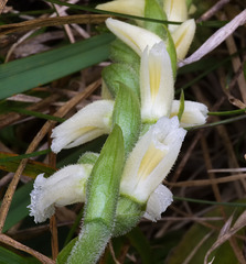 Spiranthes ochroleuca (Yellow nodding ladies'-tresses orchid)