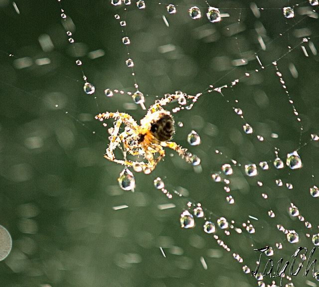 Spider In The Rain