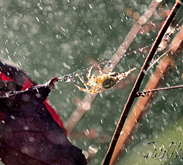 Spider In The Rain