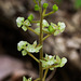 Ponthieva racemosa (Hairy shadow-witch orchid)