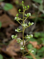 Ponthieva racemosa (Hairy shadow-witch orchid)