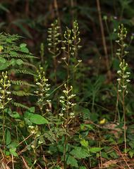 Ponthieva racemosa (Hairy shadow-witch orchid)