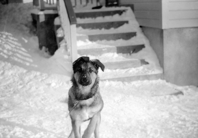(171) Hunden Fauna i Mellomveien, Bjerkaker, Tromsø