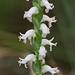 Spiranthes cernua (Nodding ladies'-tresses orchid)