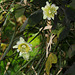 Passiflora biflora