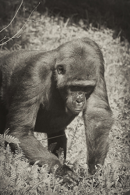 Gorillas im Grünen - Tuana (Wilhelma)