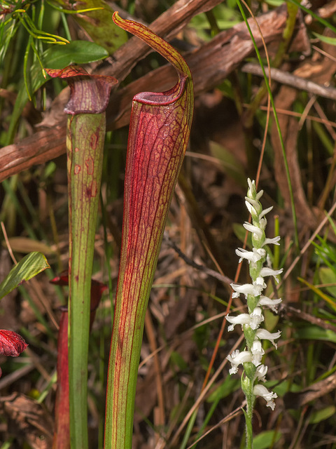 Spiranthes cernua (Nodding ladies'-tresses orchid) next to Sarracenia jonesii (Mountain sweet pitcher plant) [Explore 10-06-2012]