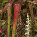 Spiranthes cernua (Nodding ladies'-tresses orchid) next to Sarracenia jonesii (Mountain sweet pitcher plant) [Explore 10-06-2012]