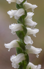 Unidentified Spiranthes orchid from the top of the cliff