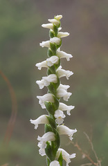 Unidentified Spiranthes orchid from the top of the cliff