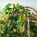 Passiflora aurantia