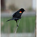 Red winged Black  bird