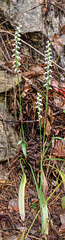 Unidentified Spiranthes orchids with foot-long leaves