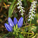 Gentiana saponaria (Soapwort Gentian or Harvestbells) with Spiranthes cernua (Nodding ladies'-tresses orchid)