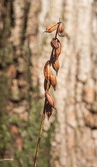 Seed capsules of Aplectrum hyemale (Putty-root orchid)
