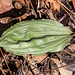 Winter leaves of Aplectrum hyemale (Putty-root orchid)