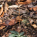 Goodyera pubescens (Downy rattlesnake plantain) -- leaves and seed capsules