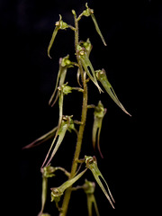 Neottia bifolia (Southern Twayblade orchid)