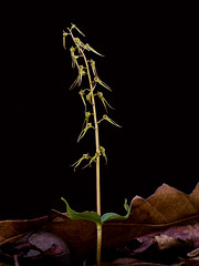 Neottia bifolia (Southern Twayblade orchid)