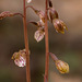 Corallorhiza wisteriana (Spring Coralroot orchid)