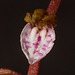 Corallorhiza wisteriana (Spring Coralroot orchid)