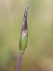 Isotria verticillata (Large Whorled Pogonia)