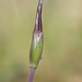 Isotria verticillata (Large Whorled Pogonia)