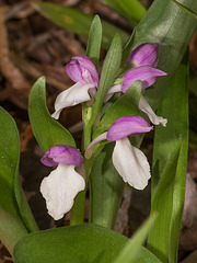 Galearis spectabilis (Showy Orchis)