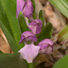Galearis spectabilis (Showy Orchis)