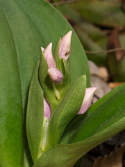 Galearis spectabilis (Showy Orchis) showing some color