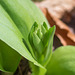 Galearis spectabilis (Showy Orchis) in tight bud