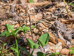 Galearis spectabilis (Showy Orchis) with last year's seed capsules
