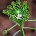 Malaxis unifolia (Green Adder's-mouth orchid) + crab spider