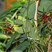 Passiflora 'Sunfire'