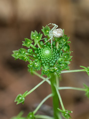 Malaxis unifolia (Green Adder's-mouth orchid) + crab spider