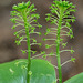 Malaxis unifolia (Green Adder's-mouth orchid)