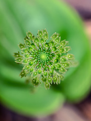 Malaxis unifolia (Green Adder's-mouth orchid) -- from directly above