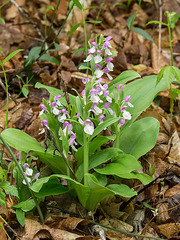 Galearis spectabilis (Showy Orchis) -- with last year's seed capsules