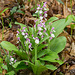 Galearis spectabilis (Showy Orchis) -- with last year's seed capsules