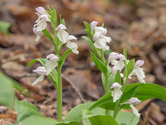 Galearis spectabilis (Showy Orchis) -- almost white flowers