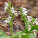 Galearis spectabilis (Showy Orchis) -- almost white flowers