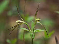Isotria verticillata (Large Whorled Pogonia orchid) -- a rare, double-flowered plant