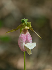Cypripedium acaule (Pink Lady's-slipper orchid) + Tetracis cachexiata (White Slant-line moth)