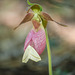 Cypripedium acaule (Pink Lady's-slipper orchid) + Tetracis cachexiata (White Slant-line moth)