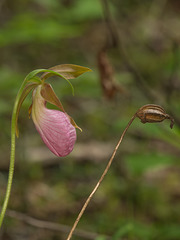Cypripedium acaule (Pink Lady's-slipper orchid) with last year's seed capsule