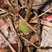 Cypripedium acaule (Pink Lady's-slipper orchid) -- April 5, 2013 -- just popping out of the ground