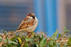 House Sparrow / Huismus (Passer Domesticus)