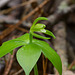 Isotria medeoloides (Small Whorled Pogonia orchid)
